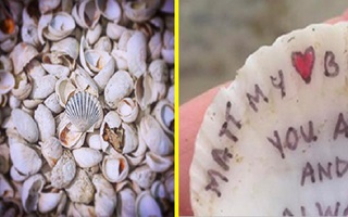 Nhặt được vỏ sò trên biển, cả gia đình tròn mắt ngạc nhiên khi lật mặt dưới lên