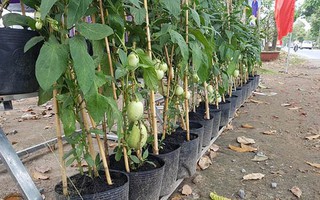 Dưa hấu 'tí hon' chơi Tết của lão nông ở miền Tây  Kinh tế