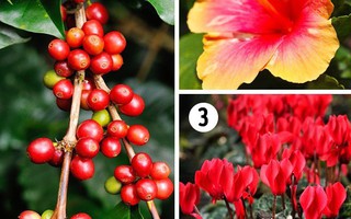 15 loại cây trồng trong nhà tốt nhất cho từng không gian