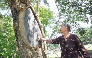 Hà Nội: Công an trực chiến ngày đêm bảo vệ 3 cây sưa hơn 100 năm tuổi trị giá hàng trăm tỷ đồng