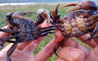 Sán bò lúc nhúc trong phổi nam thanh niên khiến ai cũng kinh hãi: Chuyên gia cảnh báo loại đồ ăn gây chứng bệnh này