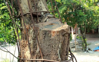 Hà Nội: Tận mắt ngắm "cụ sưa" 100 tỷ đồng sắp được đưa ra bán đấu giá 