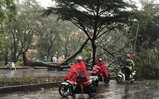 Bão số 9 làm cây ngã đè chết người đi đường, TP.HCM có đến 40 điểm ngập nước