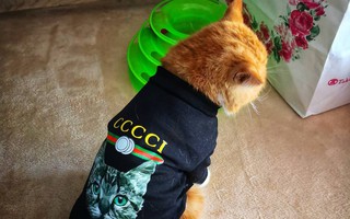 Bà mẹ "sòng phẳng" của năm: Lấy áo Gucci 7 triệu của con lót ổ mèo, xong đền 100k bảo ra chợ mua mới