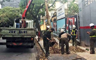 Hà Nội: Cây bằng lăng cổ thụ bất ngờ bật gốc làm hư hỏng xế hộp tiền tỷ