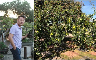 Khu vườn đủ các loại cây quả mang hương vị quê nhà của ca sĩ Bằng Kiều ở Mỹ