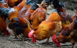 Dù là gà sống hay gà đã làm thịt, chọn thế này là trăm con ngon như một