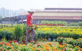 Ngày 28 Tết, tới làng hoa Thới An để hiểu một nghịch lý: Vườn mà đìu hiu thì người vui, còn người đông thì lại buồn