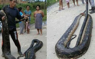 Phát hiện trăn khổng lồ 6m đang "ân ái", dân địa phương bắt về làm thịt, xào lên chia cho cả làng