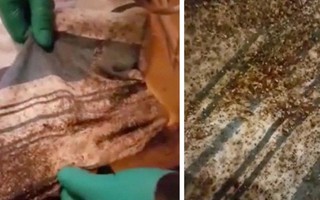 Phát hiện nhiều bọ rệp, cặp vợ chồng không ngờ nơi chúng trú ngụ lại là chỗ họ nằm ngủ hằng ngày