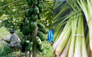 Thực hư bài thuốc trị dứt điểm ung thư từ lá đu đủ và củ sả, những ai đang có ý định thử nên nắm rõ