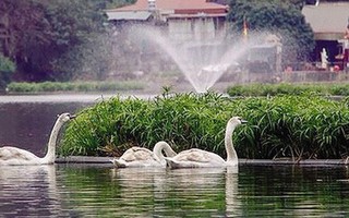 Thực hư tin đồn thiên nga hồ Thiền Quang bị “cắt cánh”, “bẻ xương”