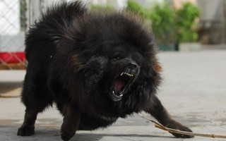Bi kịch của Ngao Tây Tạng - từ "thần khuyển" triệu đô thành những con thú bị ruồng bỏ