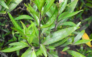 Phòng và chữa chứng đau cột sống