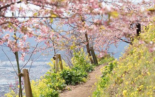 Ngẩn ngơ trước vẻ đẹp của hoa anh đào Nhật Bản trong mùa Hanami