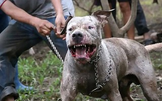 Sau chợ tiêu thụ thịt mèo ở thành phố HCM, vụ thả chó chiến cắn xé lợn rừng ở Việt Nam lên báo nước ngoài