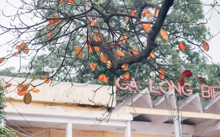 Hà Nội lúc này cứ ngỡ như cuối thu, lá vàng lá đỏ ngập trong nắng đẹp và lãng đãng hơn cả cảnh phim Hàn