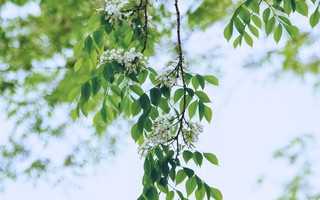 Hà Nội những ngày say trong sắc sưa trắng tinh khôi