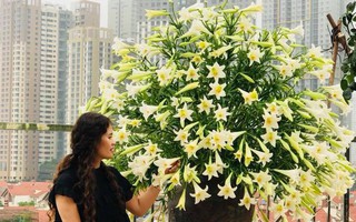 Tháng 4 về, ai cũng dành một góc nhà tinh khôi trong trẻo với hoa loa kèn