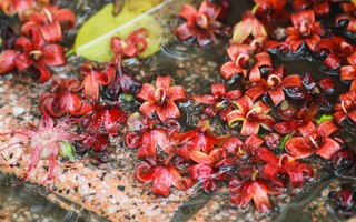 Hà Nội đẹp dịu dàng trong cơn mưa sang mùa bất chợt