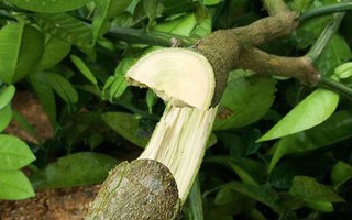 “Chết đứng” khi thấy hàng trăm gốc bưởi Phúc Trạch trồng hơn 2 năm bị kẻ xấu chặt hạ