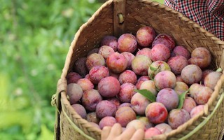 Tranh thủ đang vào mùa, rủ nhau lên cao nguyên Mộc Châu hái mận hậu