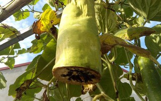 Dân mạng cười lăn với ông bố trồng bầu, cắt nửa quả về ăn còn nửa quả để lại trên cây nuôi tiếp