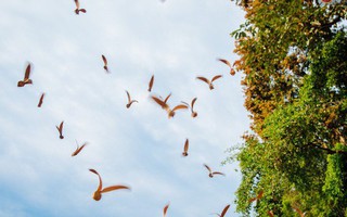 Mùa chò nâu xoay tít trên đỉnh đầu - Những "vũ điệu" quyến rũ người Sài Gòn khắp mọi nẻo đường