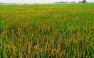 Giận “người tình” vì mất ví, mua thuốc diệt cỏ hủy hoại hơn 3 sào lúa