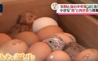Lớp học gây tranh cãi ở Nhật Bản: Cho học sinh tập ấp trứng, nuôi gà rồi 6 tháng sau bắt các em tự tay giết thịt