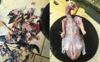 Bố dặn làm gà thật sạch lông, cô nàng không những vâng lời mà còn tạo ra một tác phẩm mang tên "gà dị dạng"