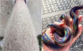 Chùm ảnh: Hóa ra thế giới vẫn đầy rẫy điều đáng kinh ngạc "tưởng không thật mà thật không tưởng" khiến bạn không thể tin vào mắt mình