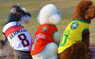 "Sốt xình xịch" trào lưu mặc trang phục World Cup cho cún cưng