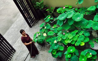 Những đóa sen nở duyên dáng, đẹp bình yên trước sân nhà của người phụ nữ Hà Thành
