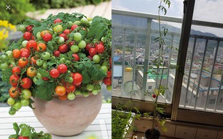Mẹ trồng cà chua lùn cho con đem đến lớp, sau 2 tháng cây cao 1m6, ra đúng 1 trái, cô giáo chấm 1 điểm cả hai mẹ con