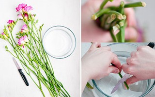 5 bước đơn giản giúp hoa được tươi lâu hơn và đẹp hơn sau khi cắm