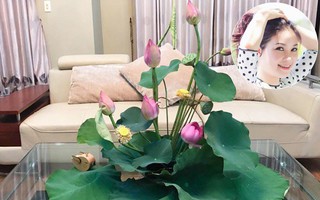 Cuối tuần cùng gặp gỡ người phụ nữ đất Cảng cắm hoa sen đẹp như tranh