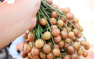 Chuyên gia Đông y tiết lộ: Thứ "quả vàng" mùa hè là vị thuốc rất quý nhiều người đang để phí