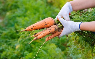 Cách trồng cà rốt tại nhà cực đơn giản, mùa nào cũng có cà rốt sạch để ăn
