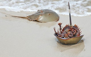 Ngộ độc chết người chỉ vì nhầm lẫn so biển với sam biển: Cách phân biệt chuẩn xác theo hướng dẫn của chuyên gia