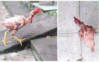 Nàng dâu "đánh vật" làm thịt gà, lông thì sạch nhưng vẫn chạy quanh sân khiến chị em sửng sốt