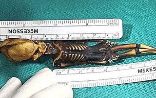 Tranh cãi về bộ hài cốt tí hon nghi là "người ngoài hành tinh" được phát hiện ở Chile