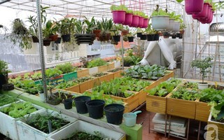 Khu vườn trồng rau sạch quy củ như một trang trại thật sự trên sân thượng của bà mẹ 2 con ở Hải Phòng

