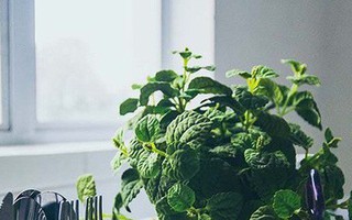 Những loại cây trồng tốt nhất cho từng căn phòng trong nhà bạn