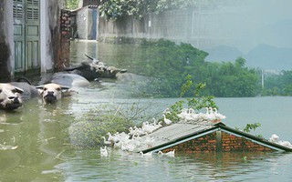 Những ngày lênh đênh ở Chương Mỹ: Trâu bò lặn ngụp, vịt trèo lên những mái nhà khi nước dâng đến tận nóc