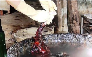 Nghệ An: Hãi hùng cơ sở giết mổ làm sạch lông vịt bằng nhựa thông và hàn the