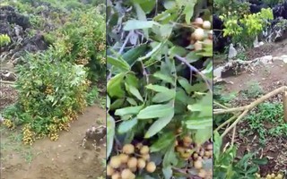 Sơn La: Người dân bức xúc vì kẻ xấu chặt hàng loạt gốc nhãn đang chuẩn bị thu hoạch