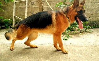 Hà Nội: Can 2 con chó cắn nhau, người đàn ông bị chó Becgie cắn chết 