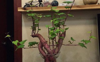 Khi bạn đam mê bonsai nhưng kinh tế và thời gian eo hẹp thì trồng khoai là lựa chọn không tồi