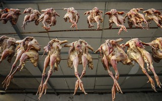 Gà hong gió - đặc sản có cái tên lãng mạn của cao nguyên Tây Tạng nhưng cách làm ra nó thì vô cùng tàn nhẫn 